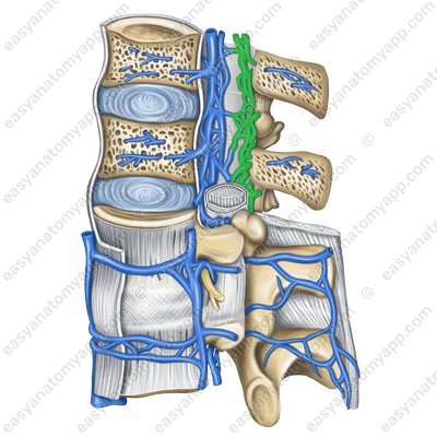 Внутреннее заднее позвоночное венозное сплетение (plexus venosi vertebrales interni posterior)